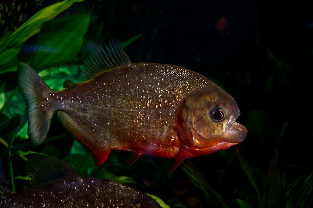 Pygocentrus nattereri Piraña Ficha de pez