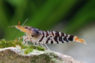 Neocaridina Davidi Red Cherry Gamba Enana De Agua Dulce Crust Ceo