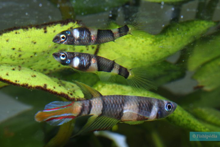 Killi Payaso Pseudepiplatys Annulatus Ficha De Pez