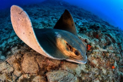 Raya Toro Aetomylaeus Bovinus Ficha De Pez