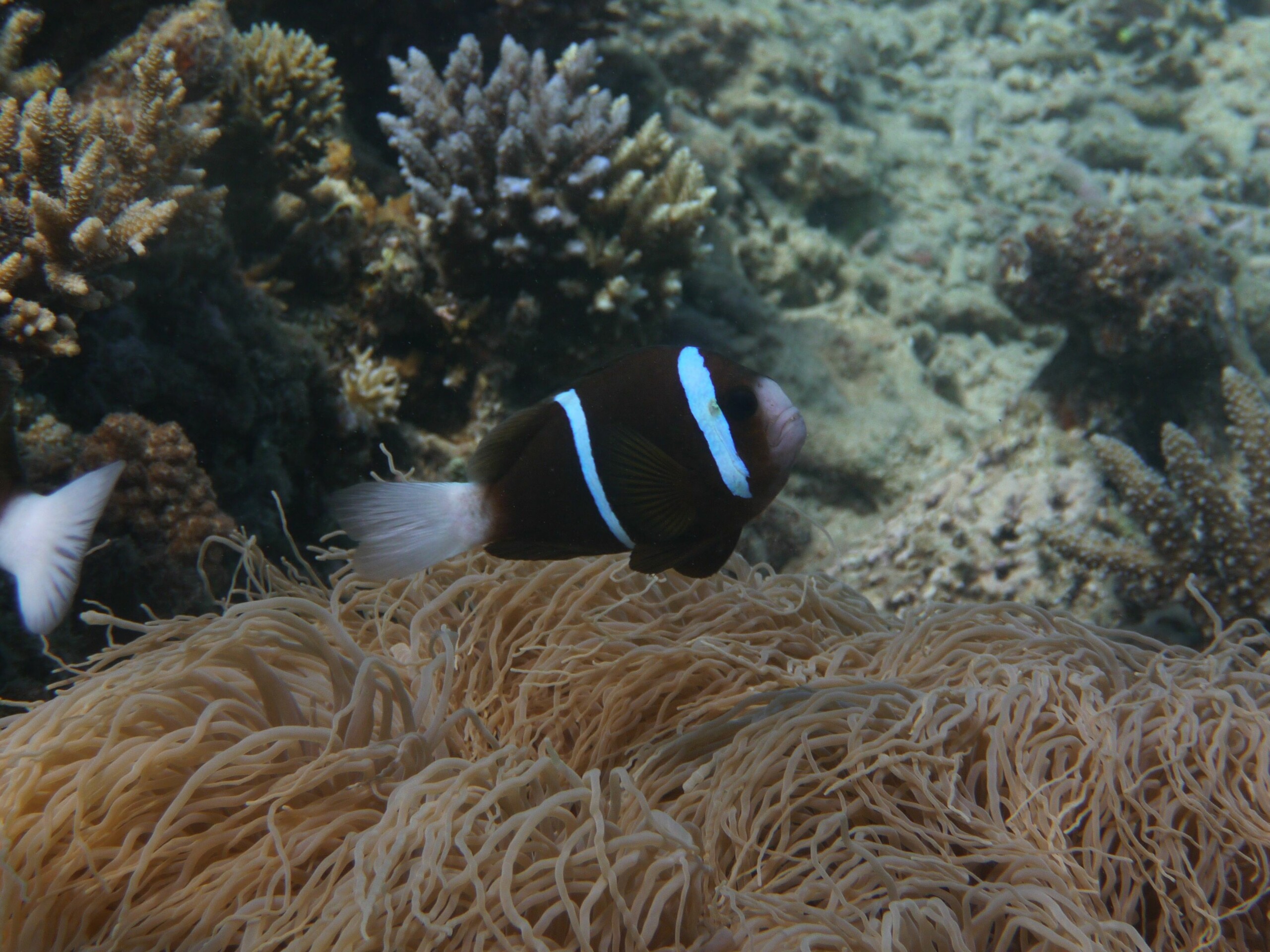 Pez Payaso De La Gran Barrera De Coral Amphiprion Akindynos Ficha