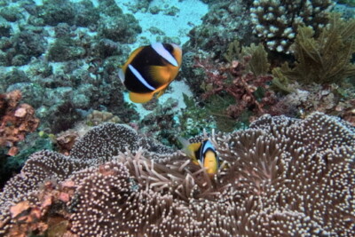 Pez Payaso Canela Amphiprion Melanopus Ficha De Pez