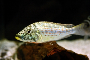 Ctenochromis horei