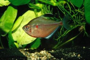 Hyphessobrycon socolofi