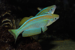 Lamprichthys tanganicanus