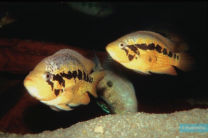 Parachromis loisellei • Fiche poissons