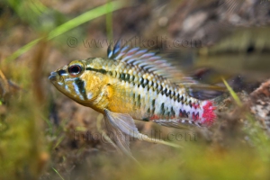 Apistogramma hongsloi