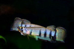 Epiplatys dageti