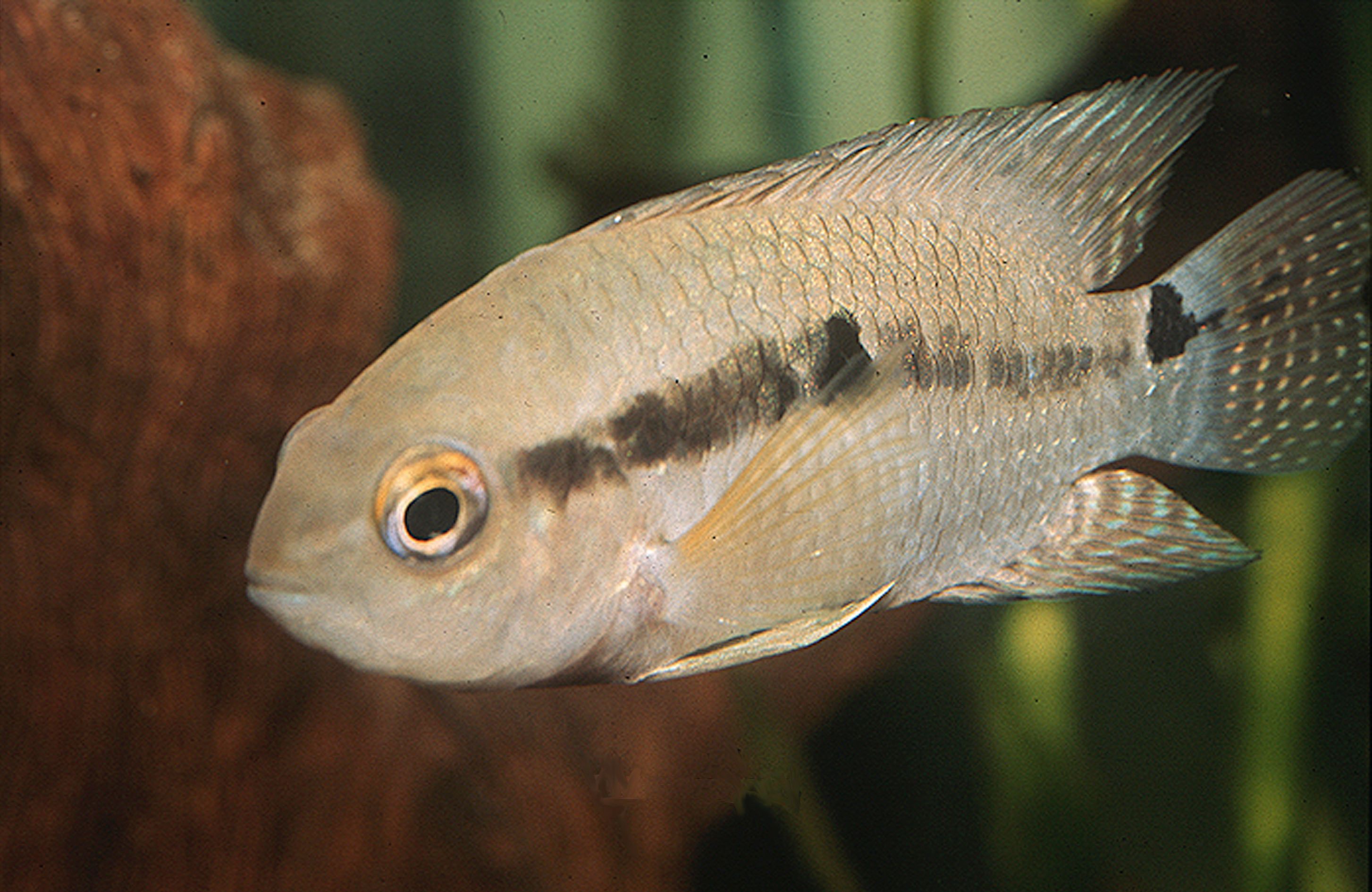 Cichlasoma bimaculatum • Fiche poissons