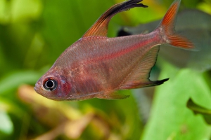 Hyphessobrycon jackrobertsi