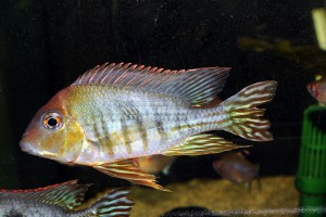 Geophagus sp. Tapajos Orange Head