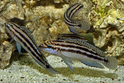 julidochromis dickfeldi