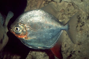 Myloplus rubripinnis