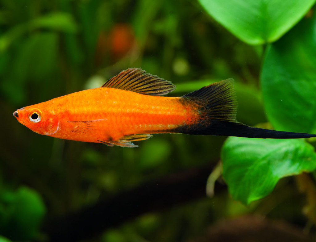 Quels Poissons Pour Commencer Un Aquarium Fishipedia Fr