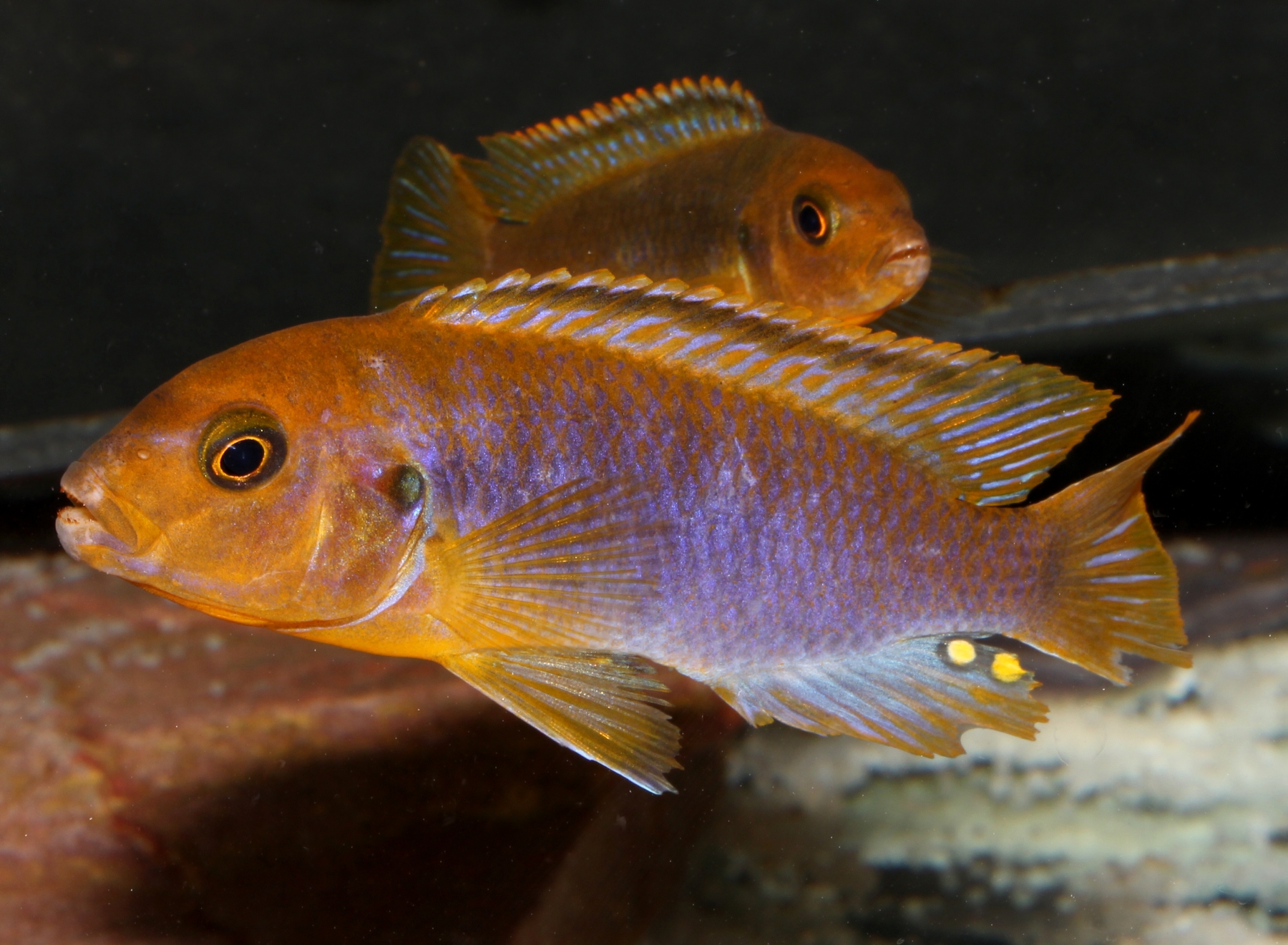 Iodotropheus Sprengerae