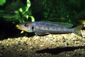 Xenotilapia sp. Kilesa