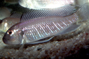 Triglachromis otostigma