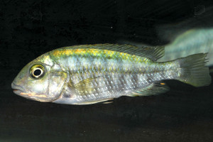 Simochromis diagramma