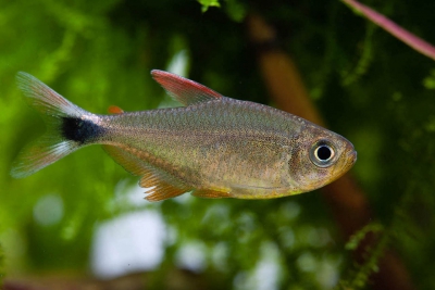 Hyphessobrycon itaparicensis • Fish sheet