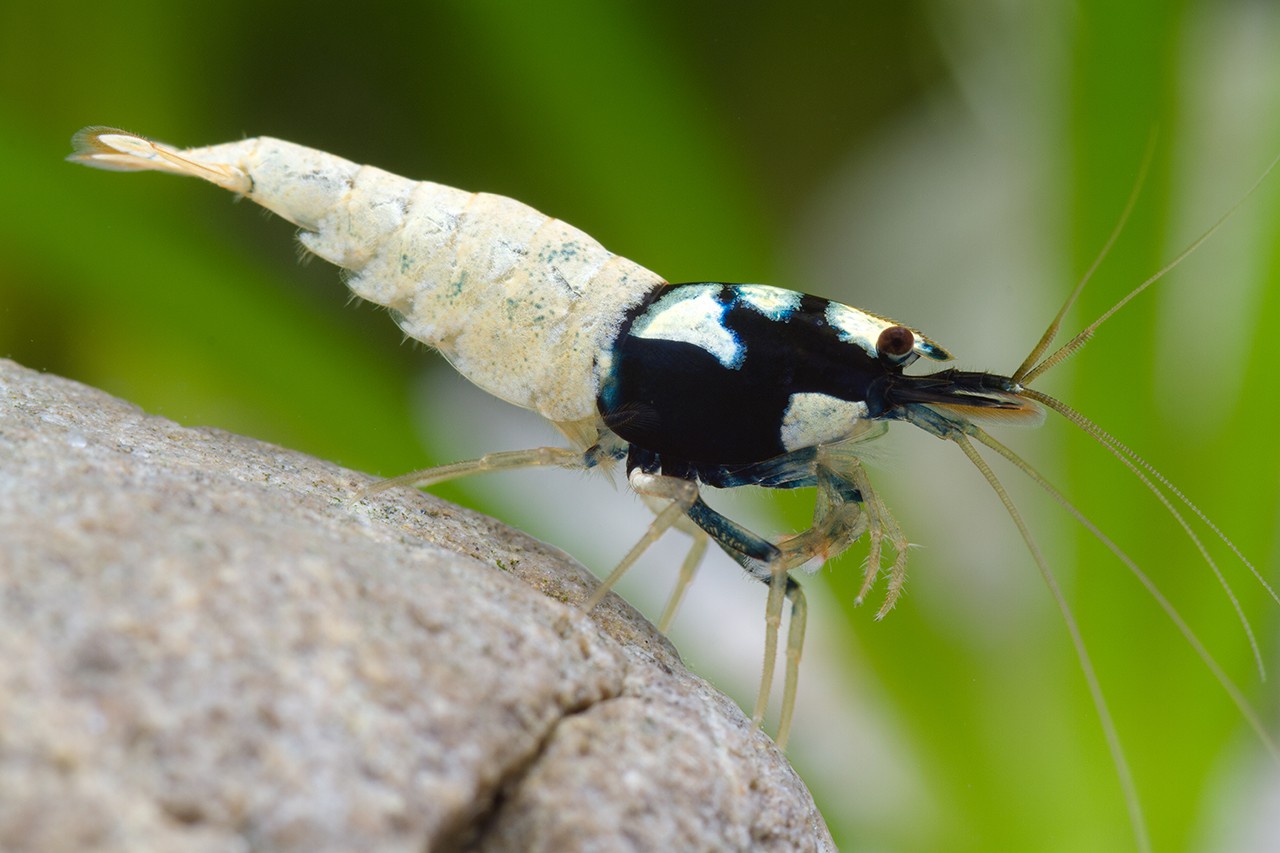 Caridina sp ”Black shadow full spotted” • Gamberetto nano d'acqua dolce ...