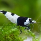 picture of Caridina sp ”Black Shadow Hinomaru”