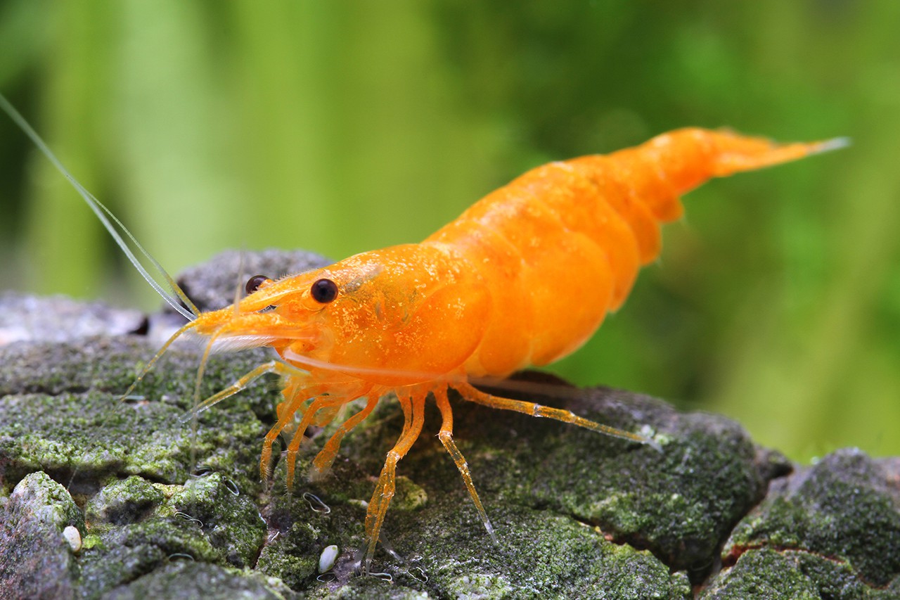 Neocaridina davidi ”Orange” • crustacea