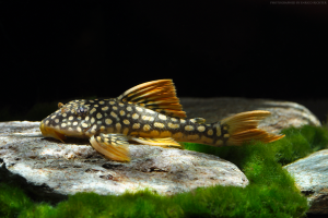 Scobinancistrus aureatus