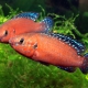 picture of Rubricatochromis exsul