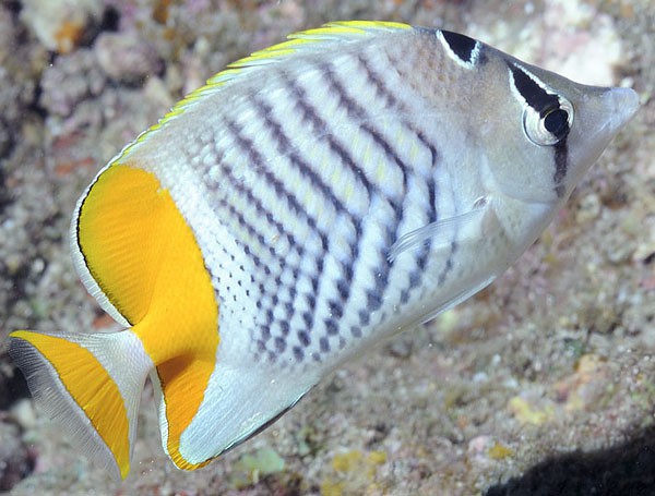 Chaetodon madagaskariensis