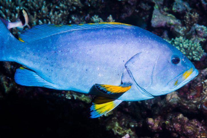 Mérou faraud • Epinephelus flavocaeruleus • Fiche poissons