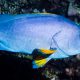 picture of Epinephelus flavocaeruleus