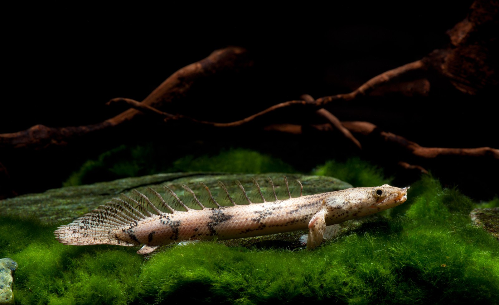 Polypterus endlicherii • Fish sheet