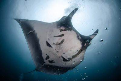 Manta • Mobula mobular • Ficha de pez