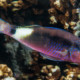 picture of Parupeneus macronemus