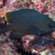 picture of Stegastes pelicieri