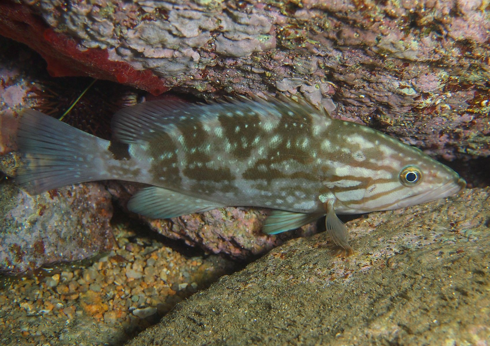 Mérou royal • Mycteroperca rubra • Fiche poissons