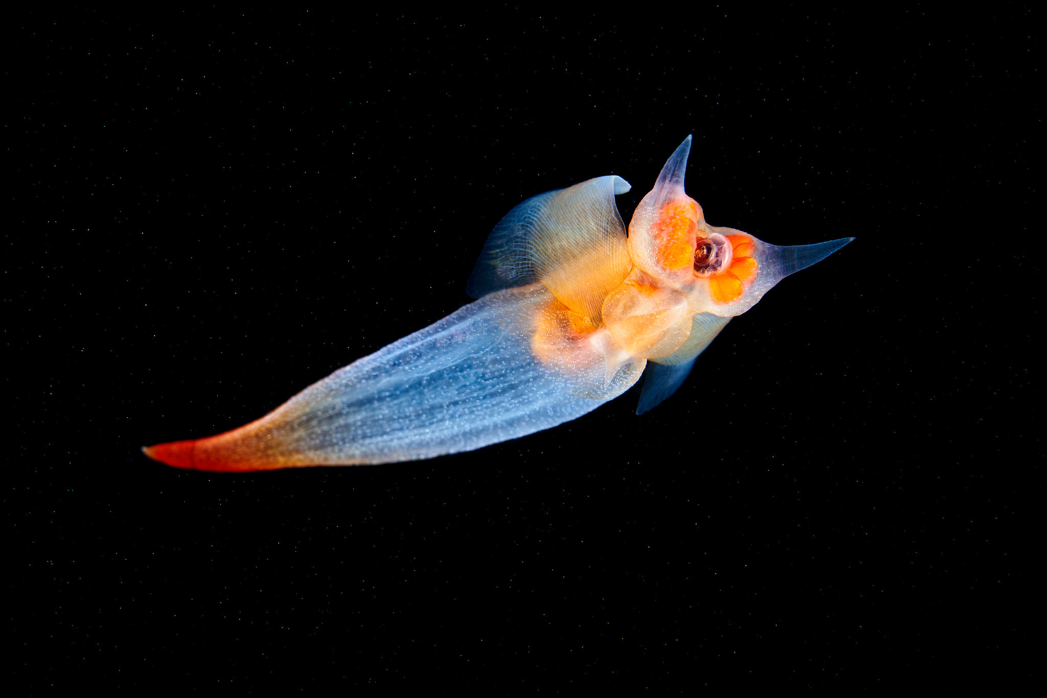 ángel De Mar • Clione Limacina • Molusco