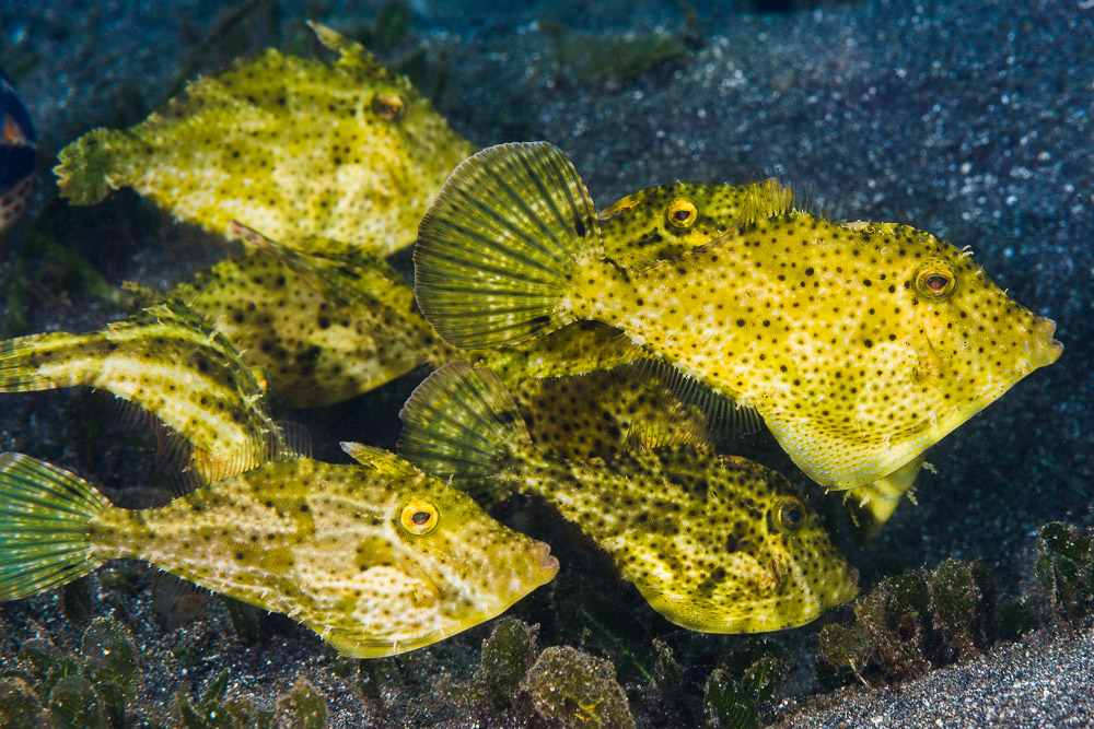 LIJA AGUA BARRACUDA