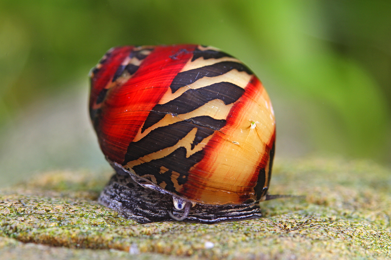 Red Ruby Nerite Snail x2 (Vittina Waigiensis)