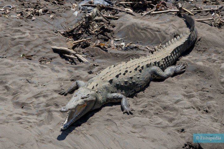 Crocodylus Acutus • Reptile Sheet