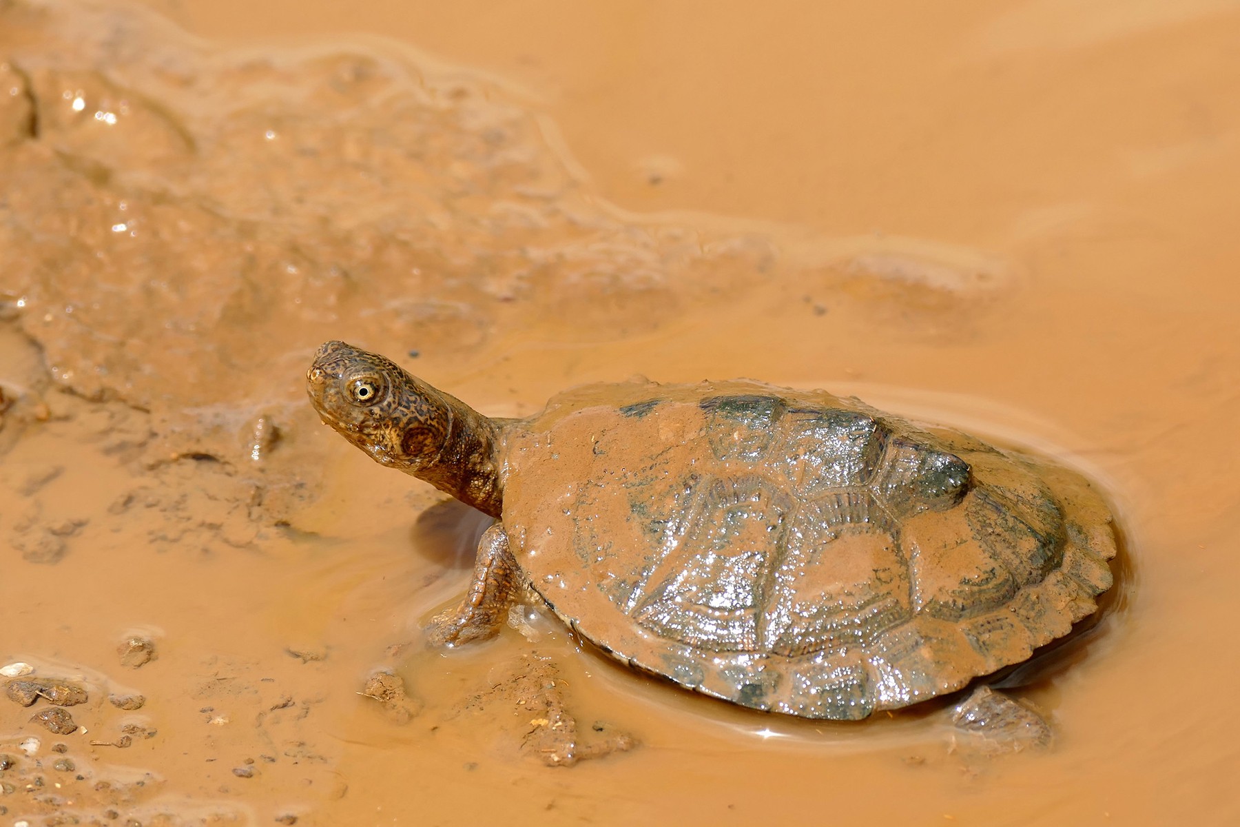 Pelusios castaneus • tortuga • Reptil