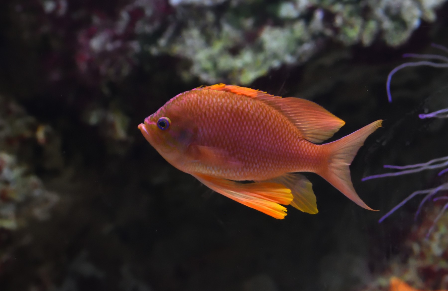 Anthias anthias • Fish sheet