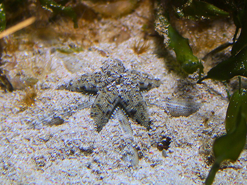 common-sea-star-archaster-typicus-echinoderms