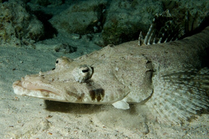 Papilloculiceps longiceps