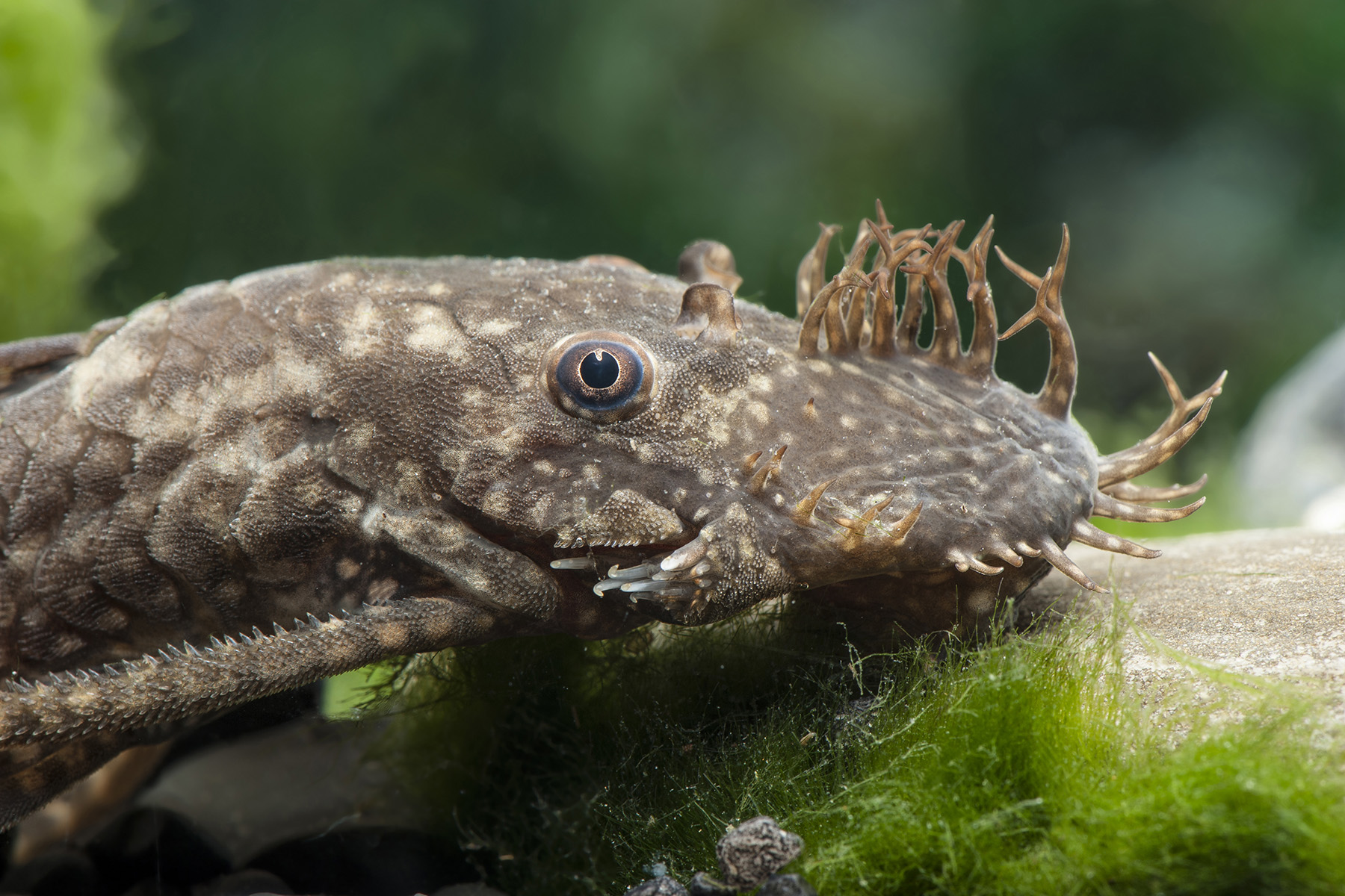 Ancistrus dolichopterus • Fish sheet