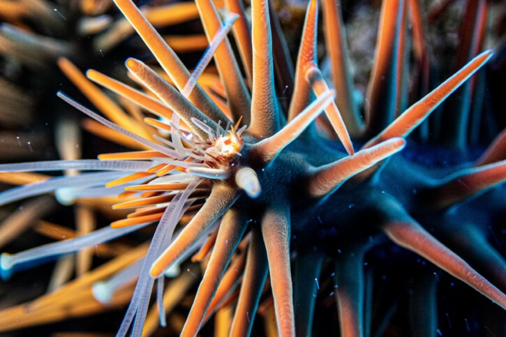 Acanthaster planci • Equinodermo