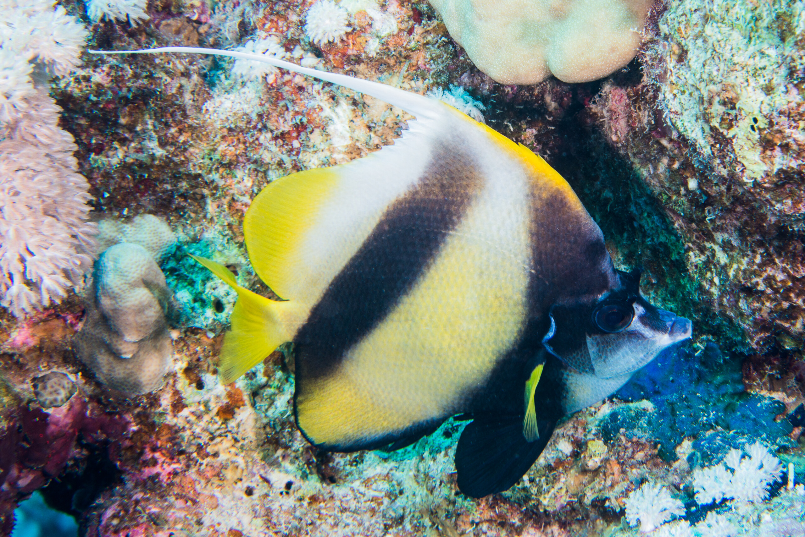 Heniochus intermedius • Ficha de pez