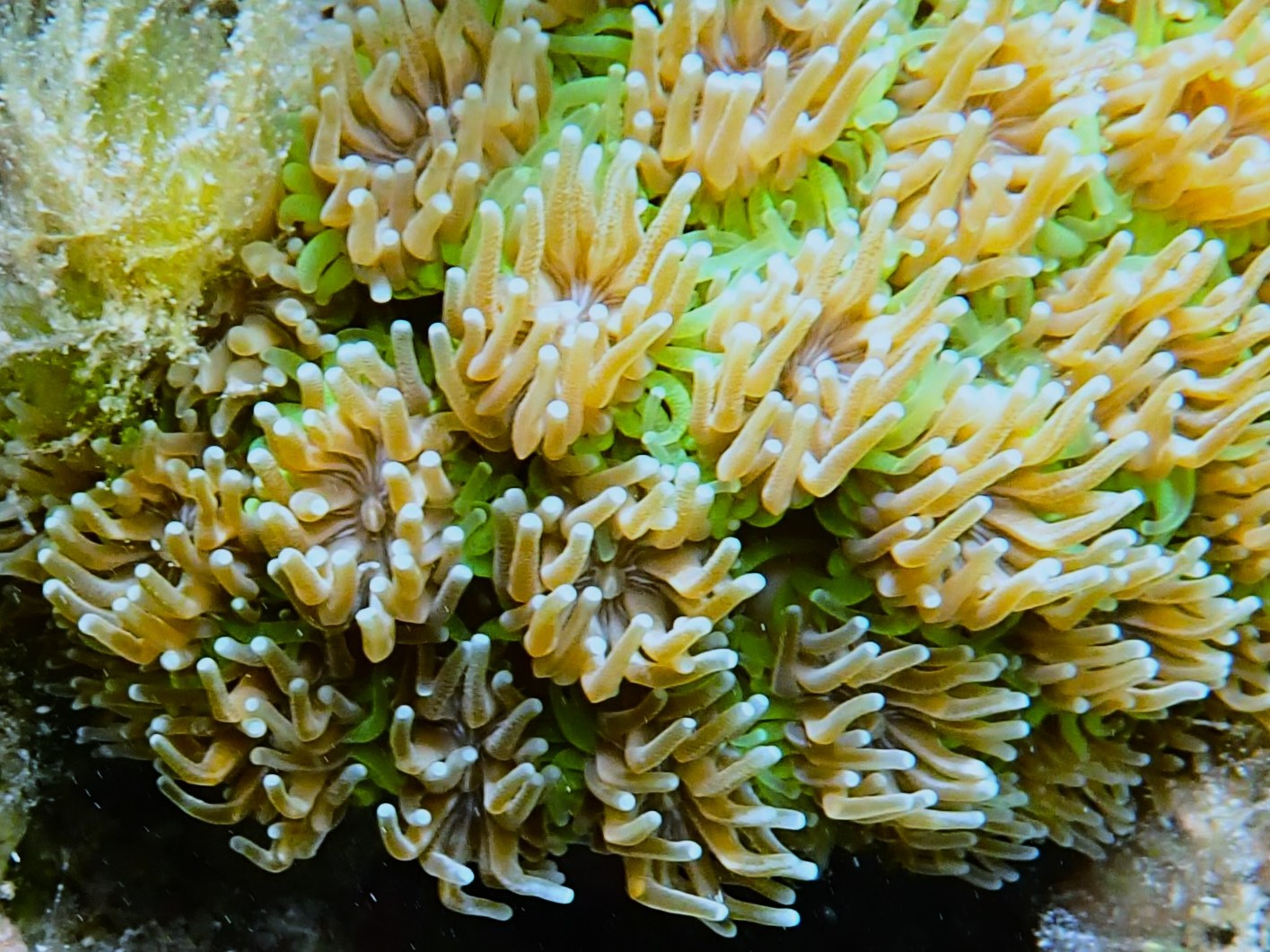 Coral galaxea • Galaxea fascicularis • Cnidario