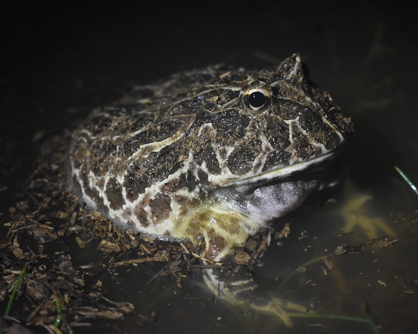 Cranwells horned frog • Ceratophrys cranwelli • Amphibian