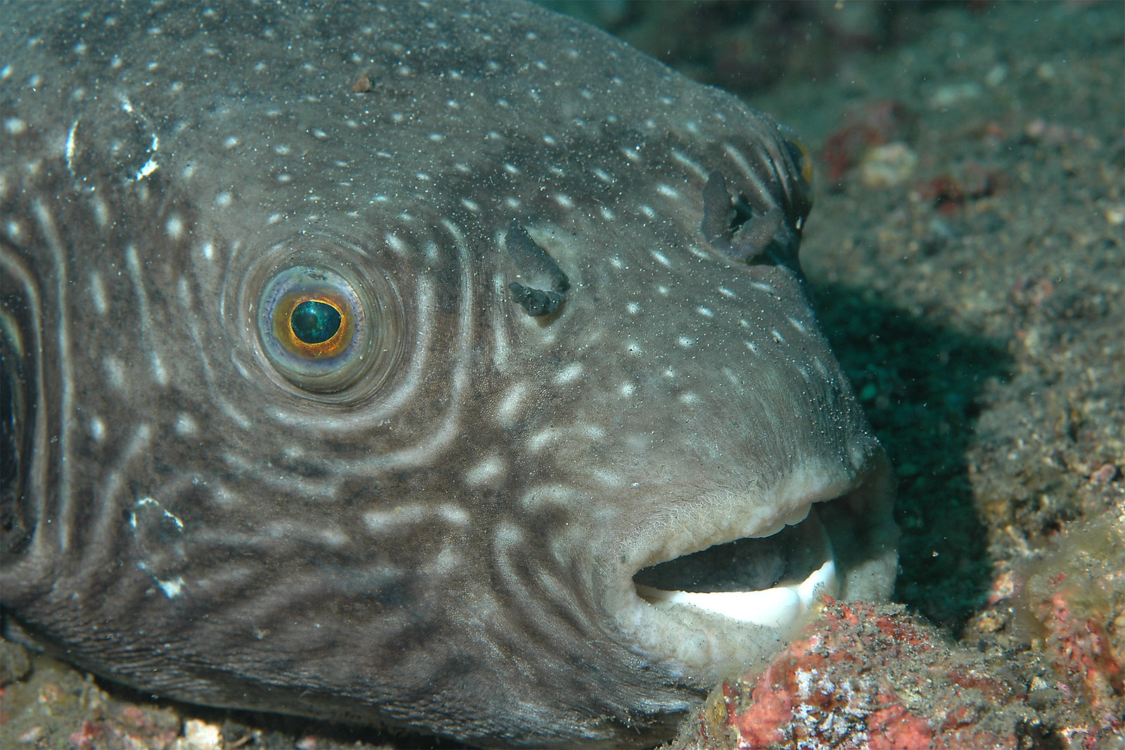 Reticulated pufferfish • Arothron reticularis • Fish sheet